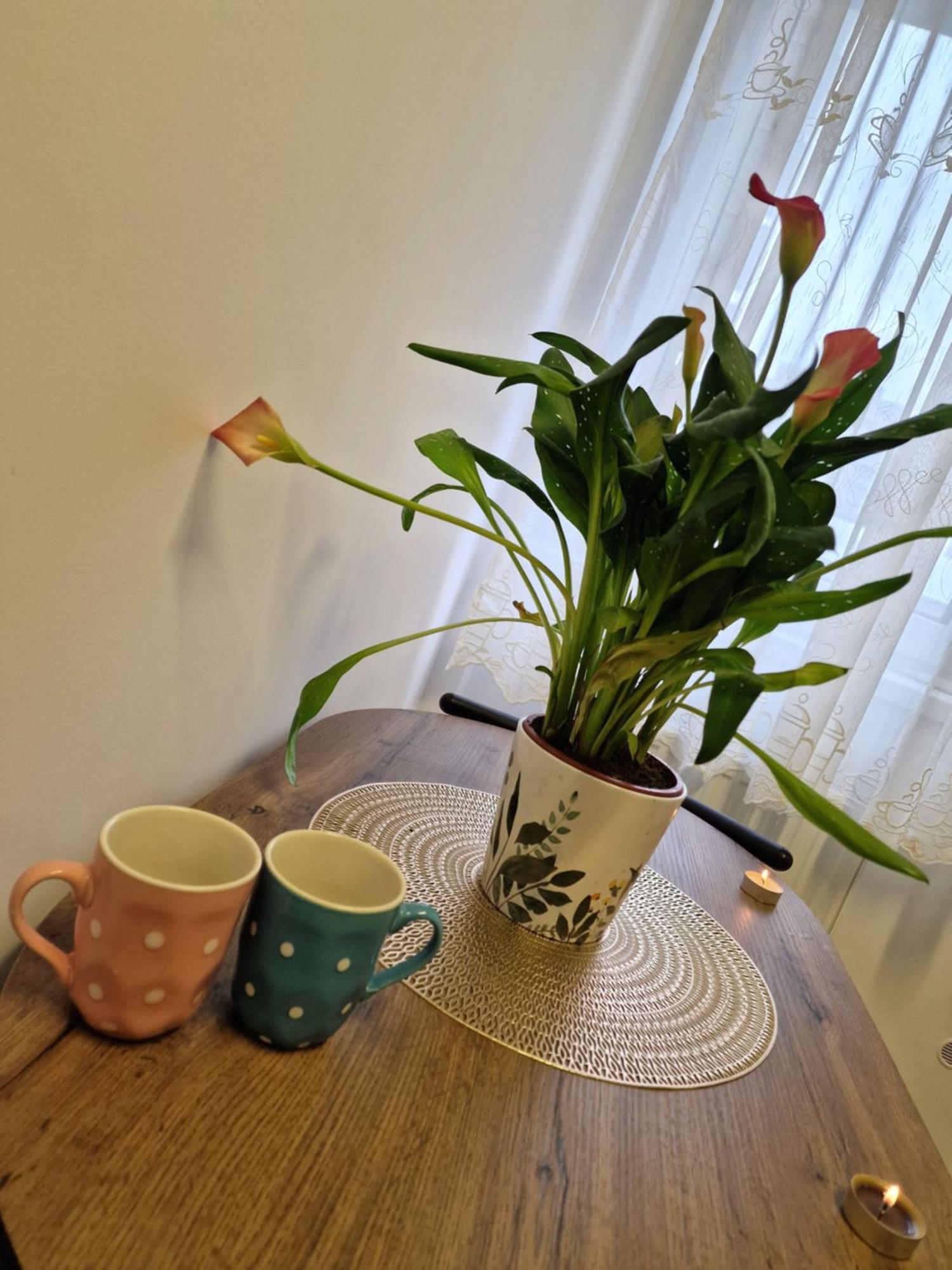 Studio&Garden! Roşu Zewnętrze zdjęcie